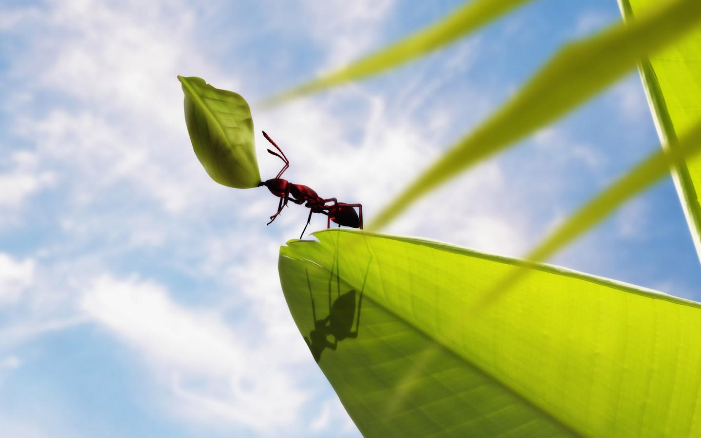 9 муравьиных шажков к дзен-буддизму - фото 1