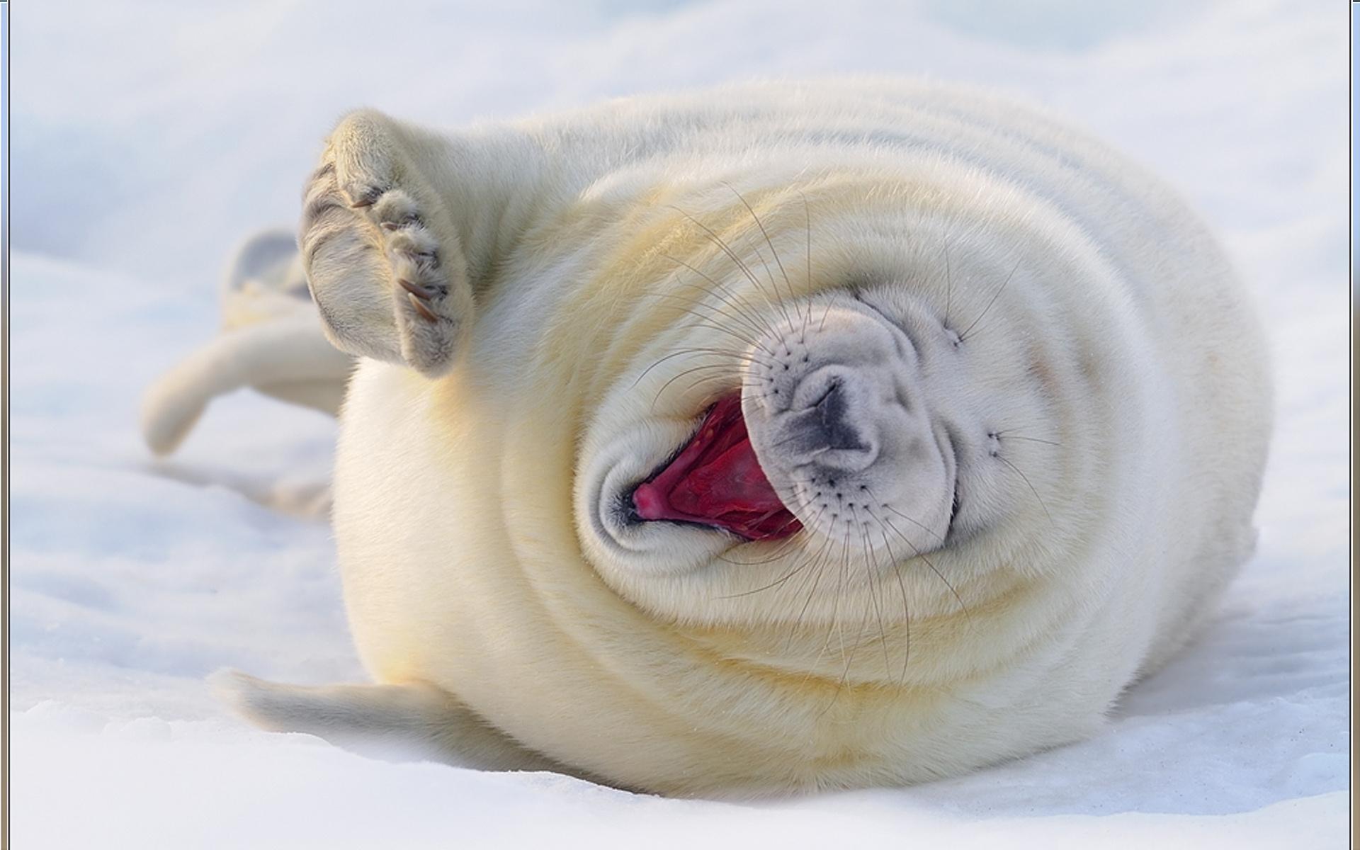 Тюлень, снег, смех, радость 1920x1200