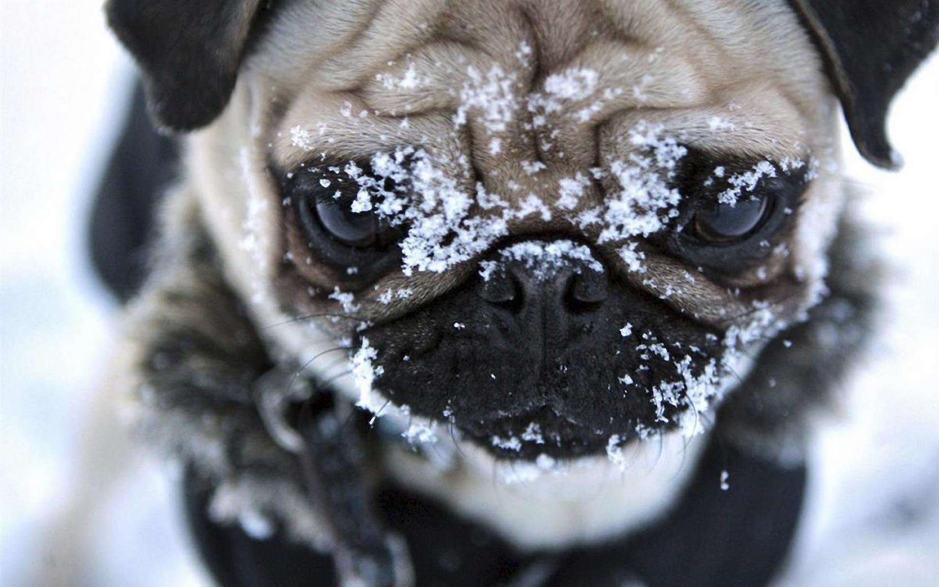 Собака, мопс, снег 1920x1200