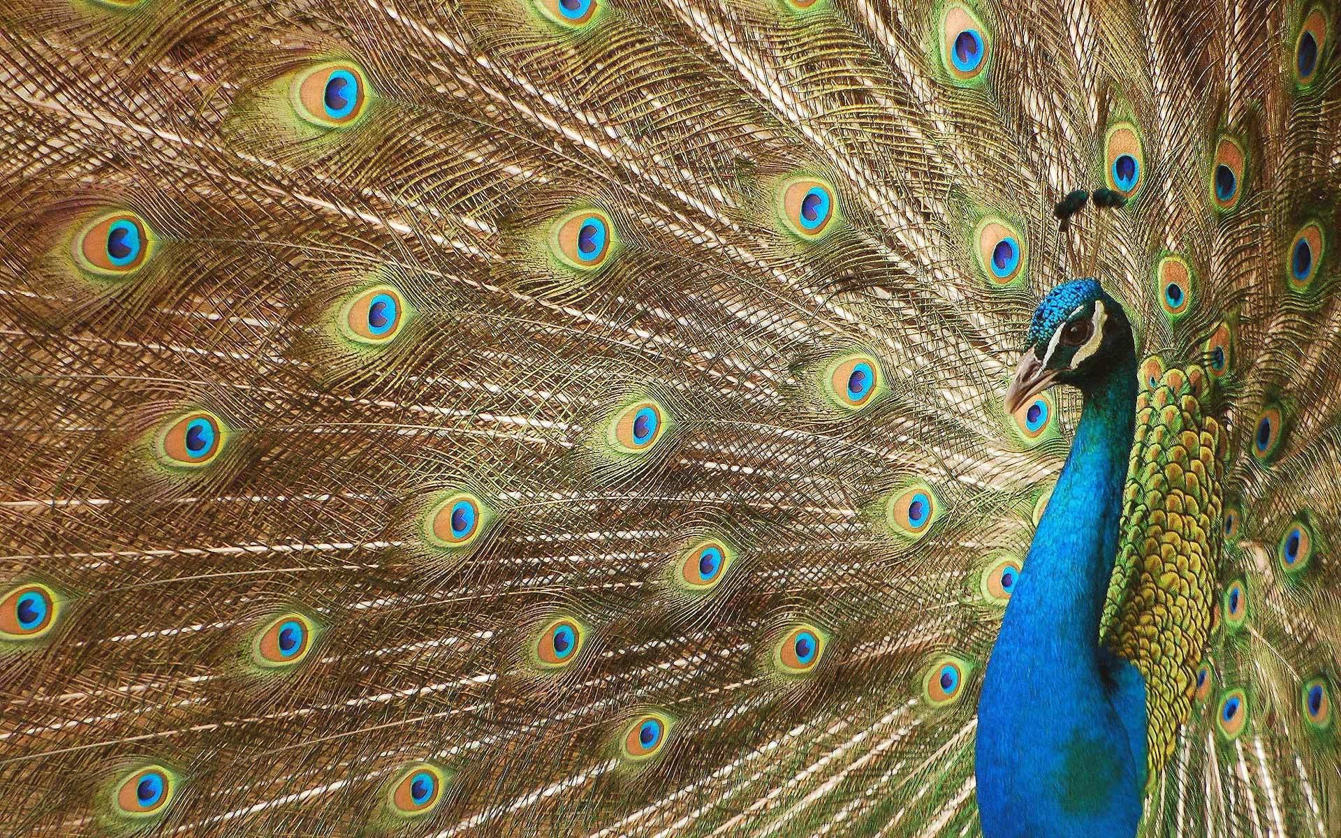 Павлин, красивая птица, перья, роскошное оперение, хвост, глазки 1920x1200