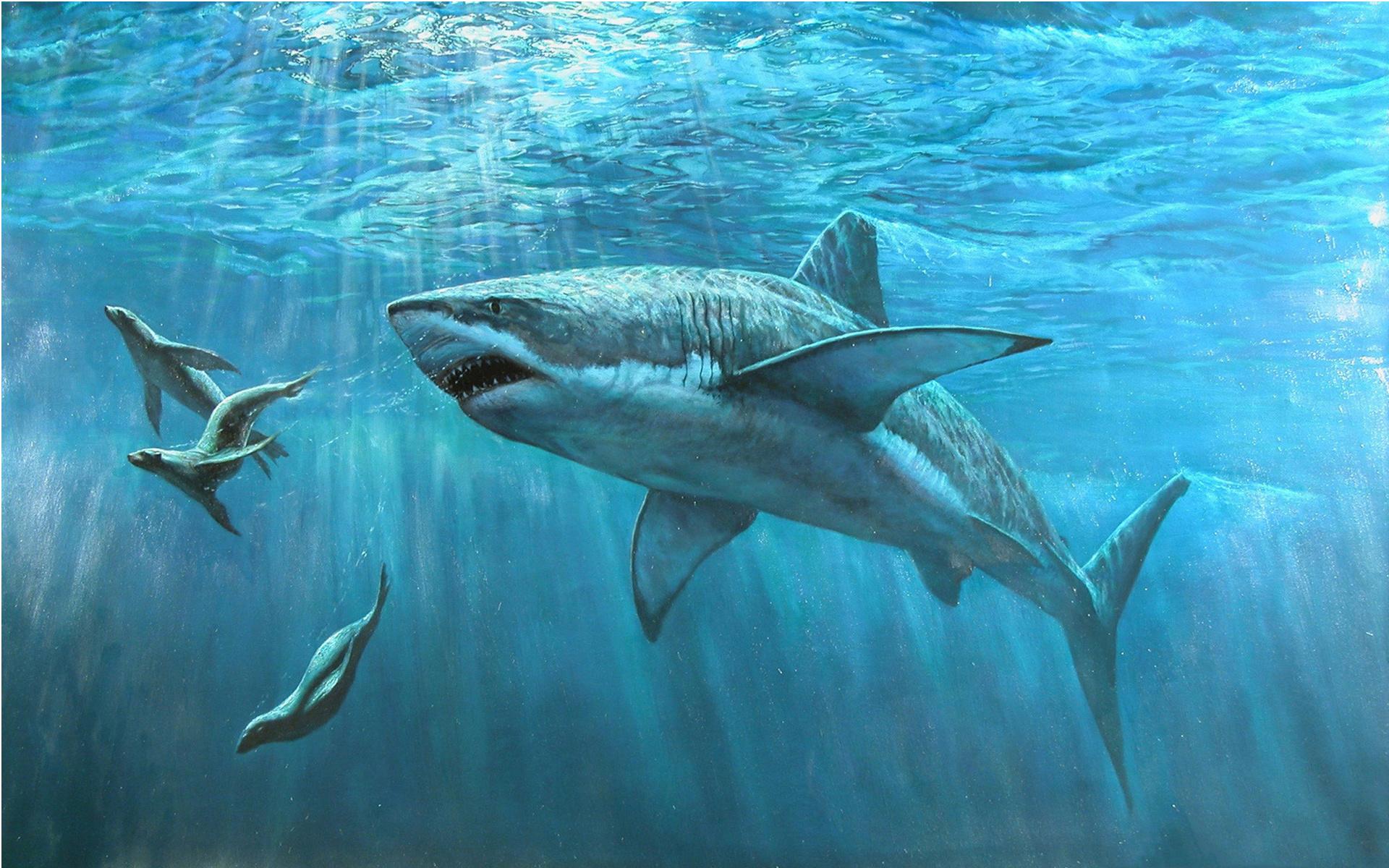Акула, морские котики, океан 1920x1200