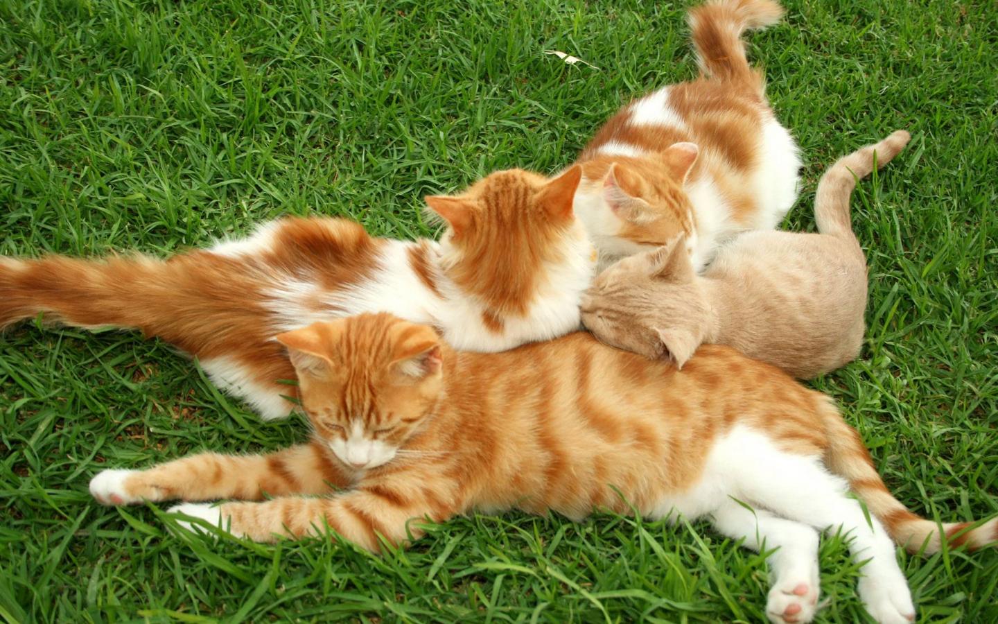 Кошка с котятами 1440x900