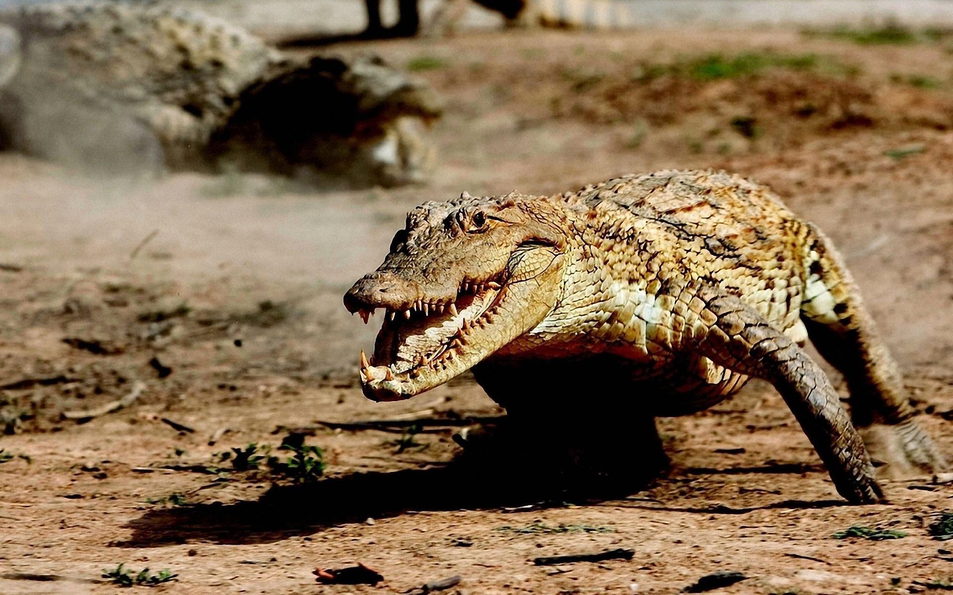 Нильский, крокодил, рептилия 1920x1200