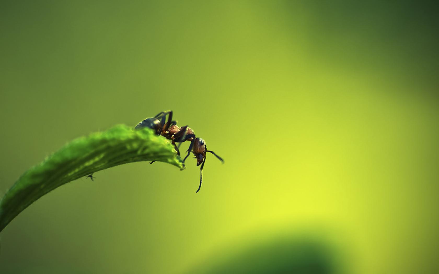 Животные, муравей, макро 1680x1050
