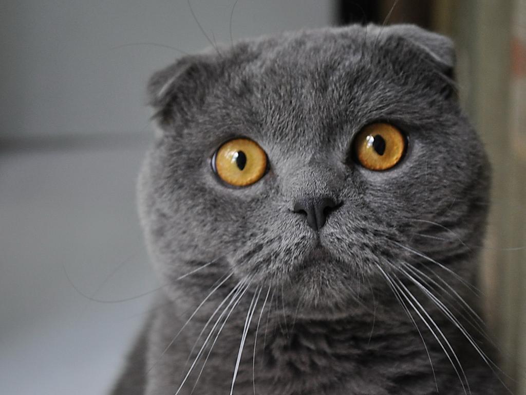 Кошак, взгляд, серый 1024x768