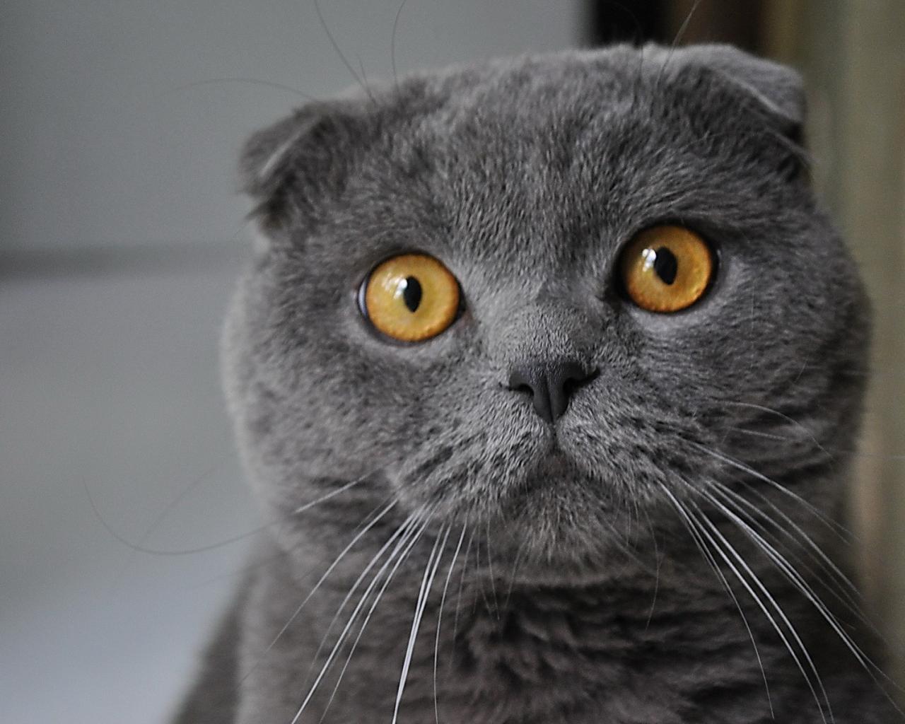 Кошак, взгляд, серый 1280x1024