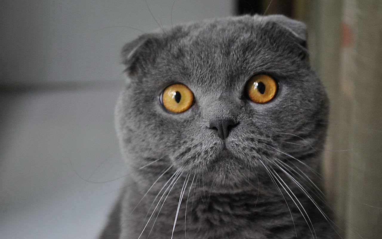 Кошак, взгляд, серый 1280x800