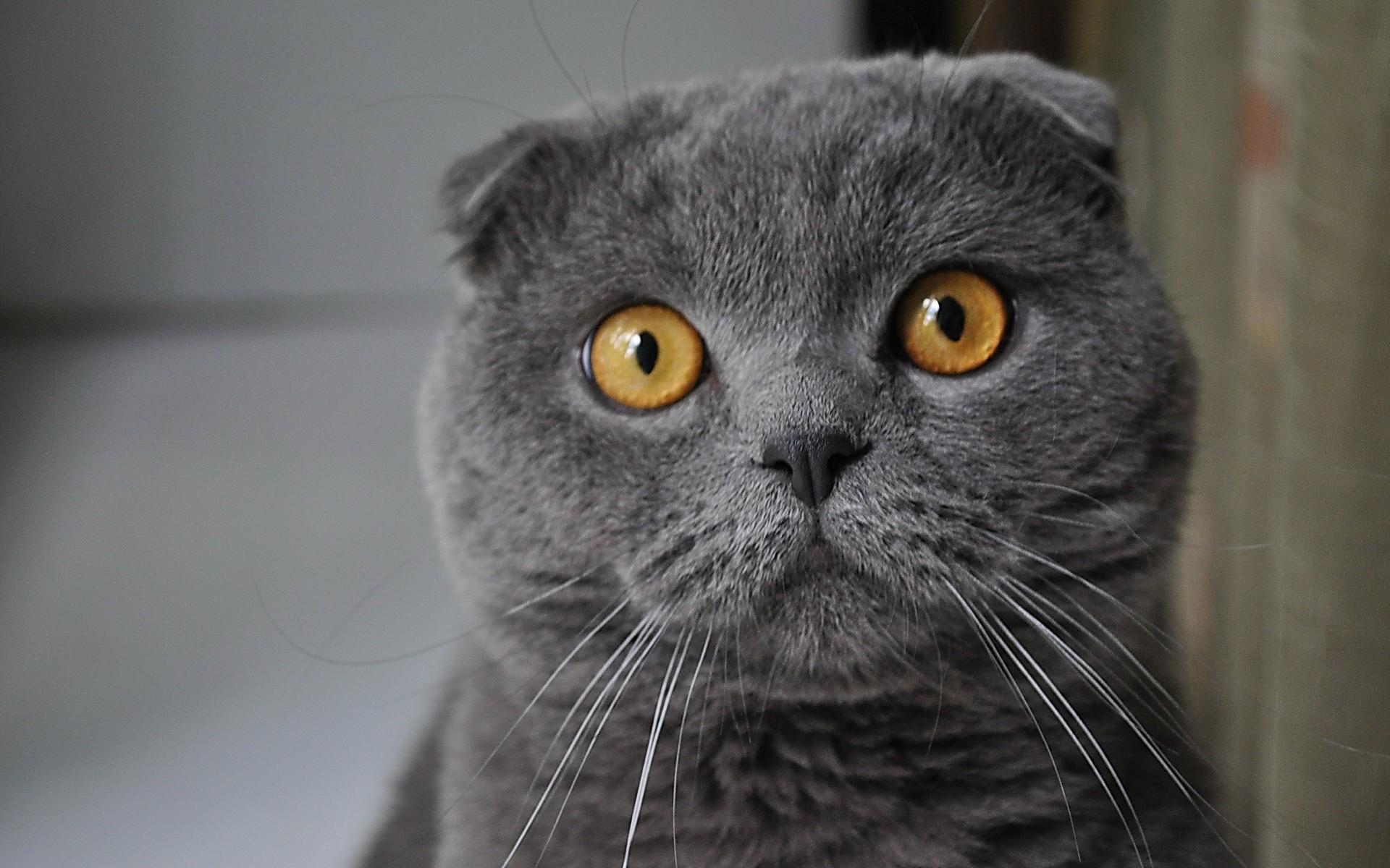 Кошак, взгляд, серый 1920x1200
