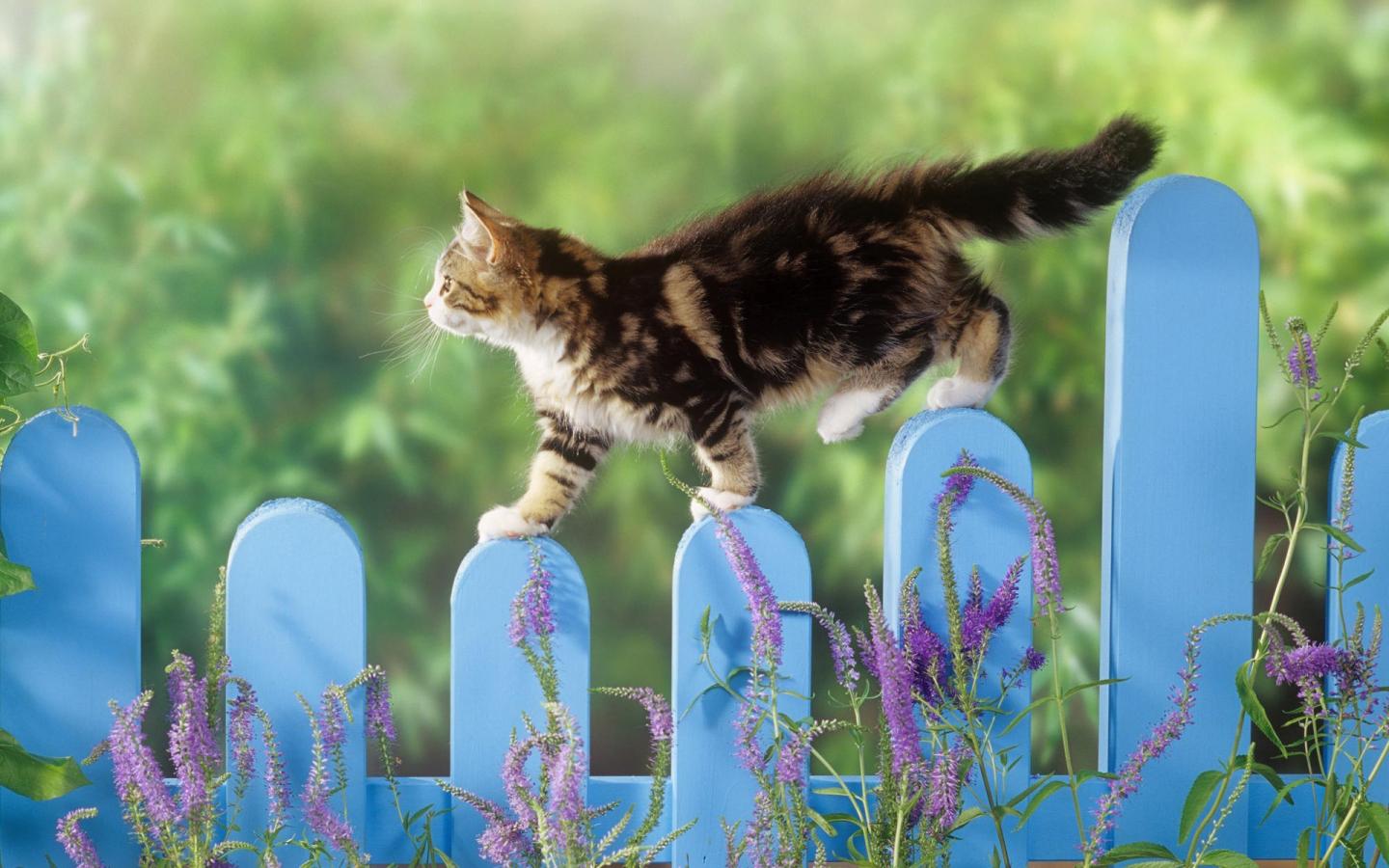 Кошак, забор, зеленый 1440x900