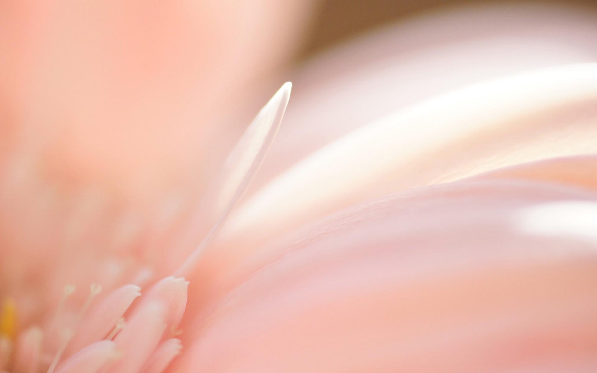 Гербера, розовый, цветок, лепестки, свет, макро 1920x1200