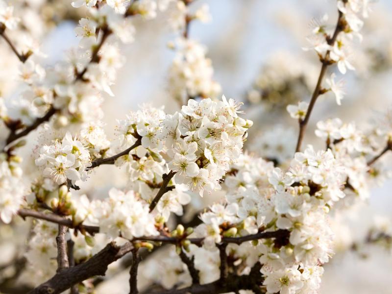 Cherry blossoms, beautiful nature wallpapers 800x600