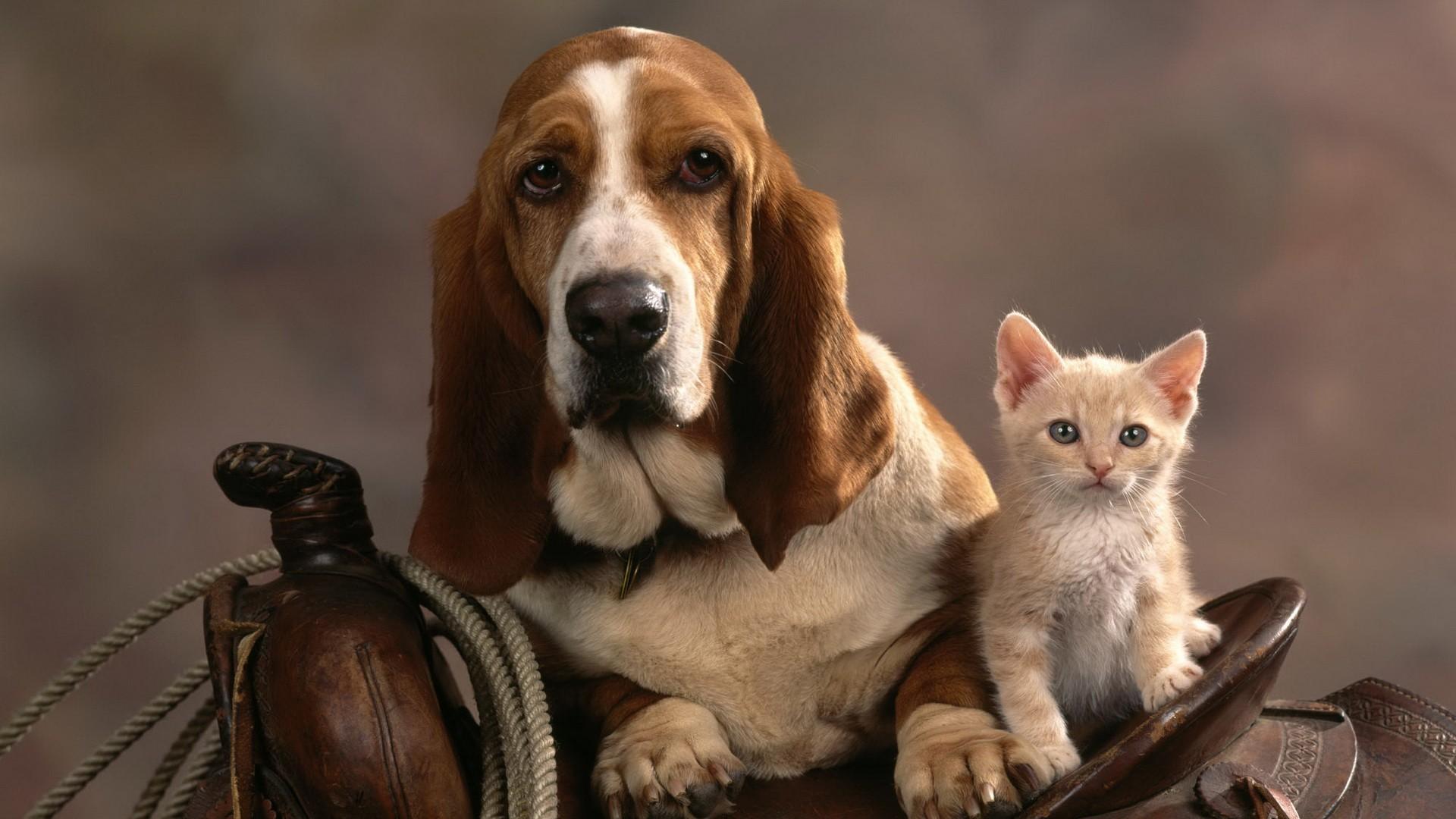 Вислоухая собака и кошка на седле 1920x1080
