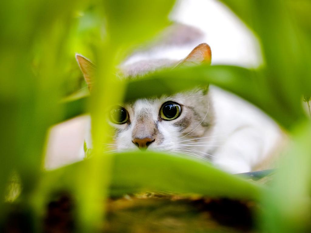 Кошак, листья, зеленый 1024x768