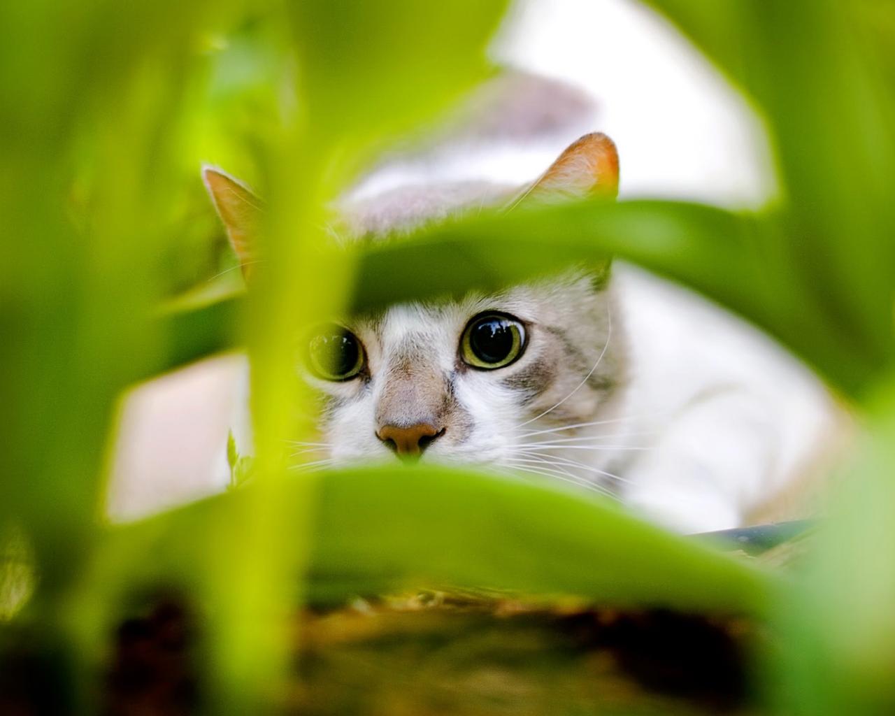 Кошак, листья, зеленый 1280x1024
