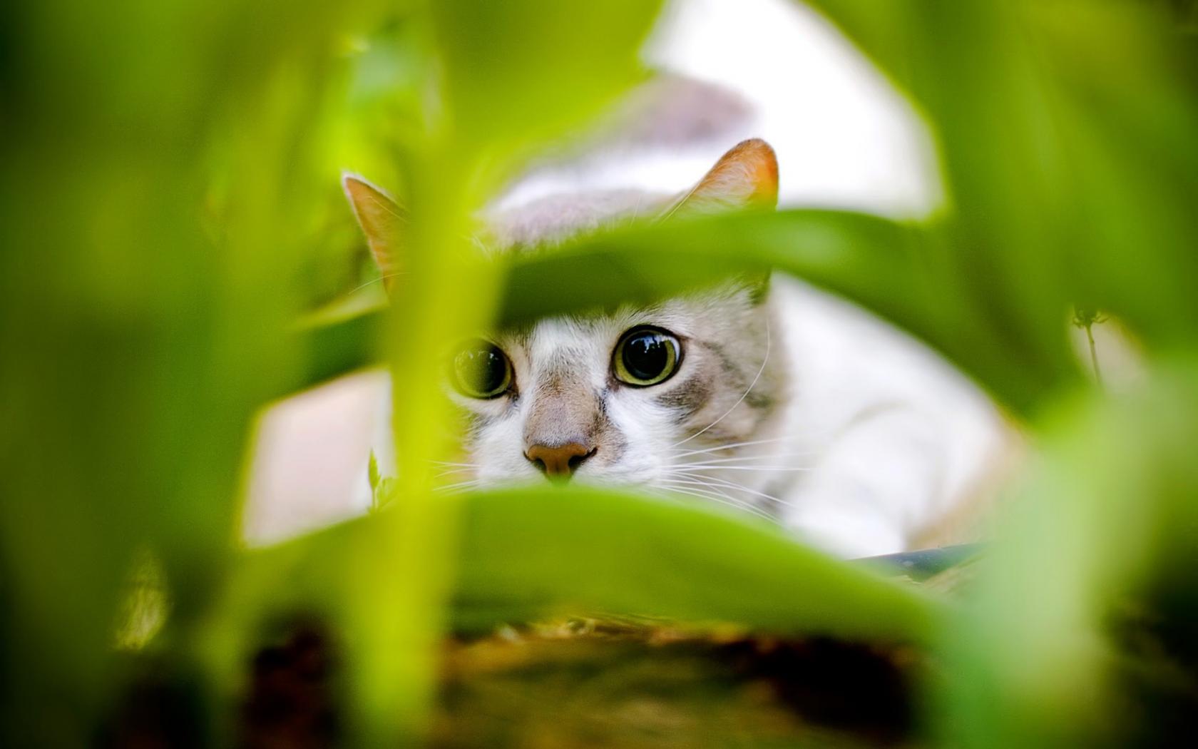 Кошак, листья, зеленый 1680x1050