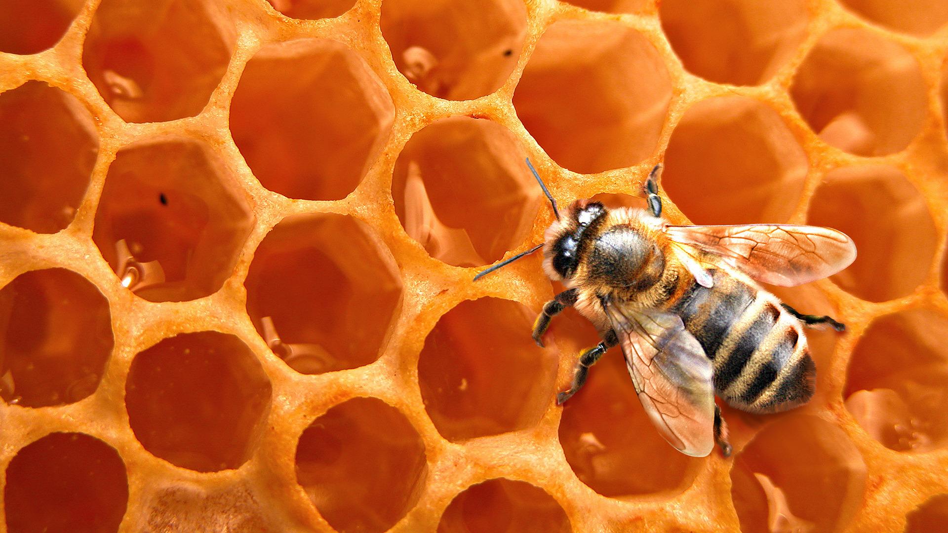 Соты, пчела, мёд, фон, насекомое 1920x1080