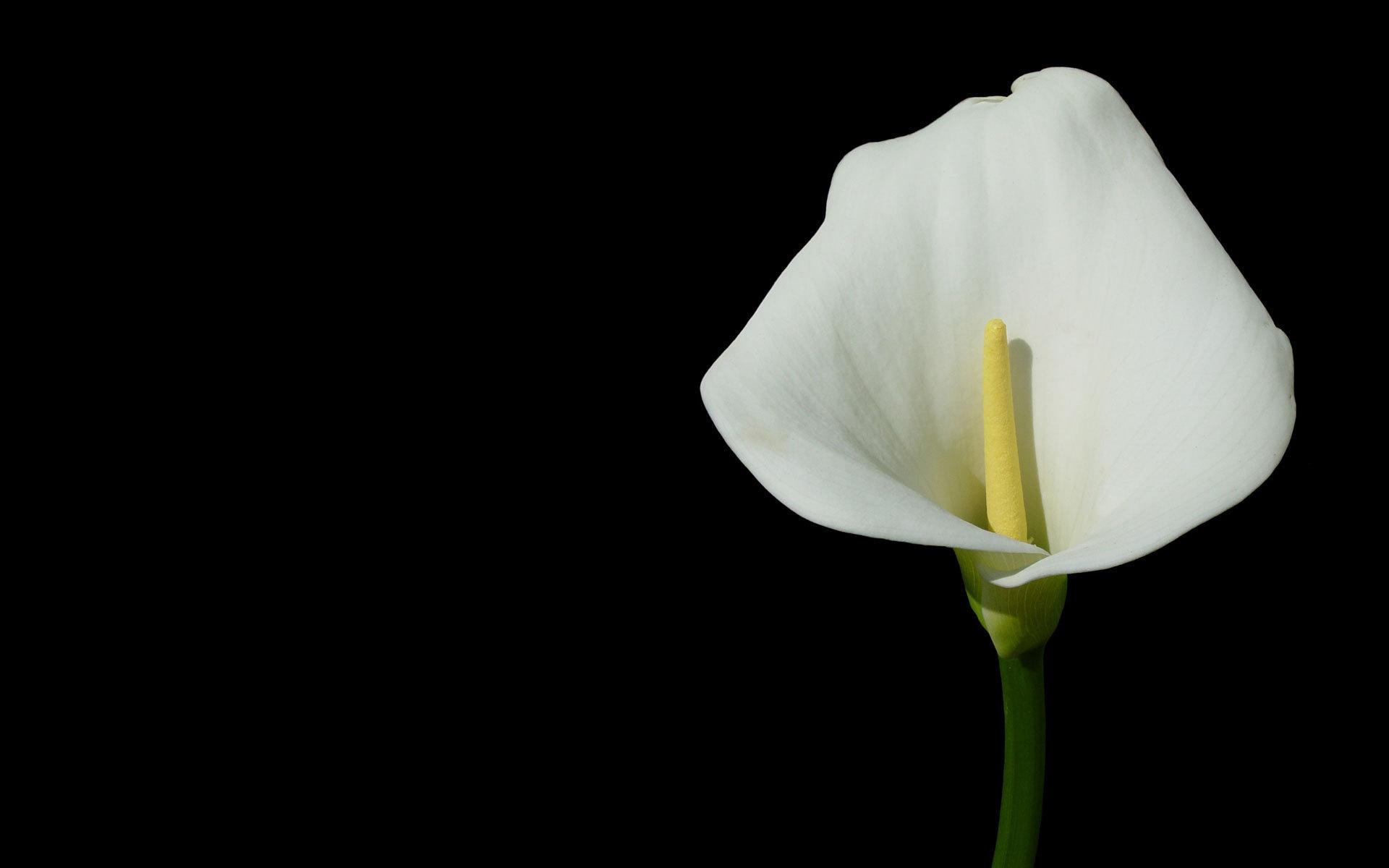 Калла, цветок, темный фон 1920x1200