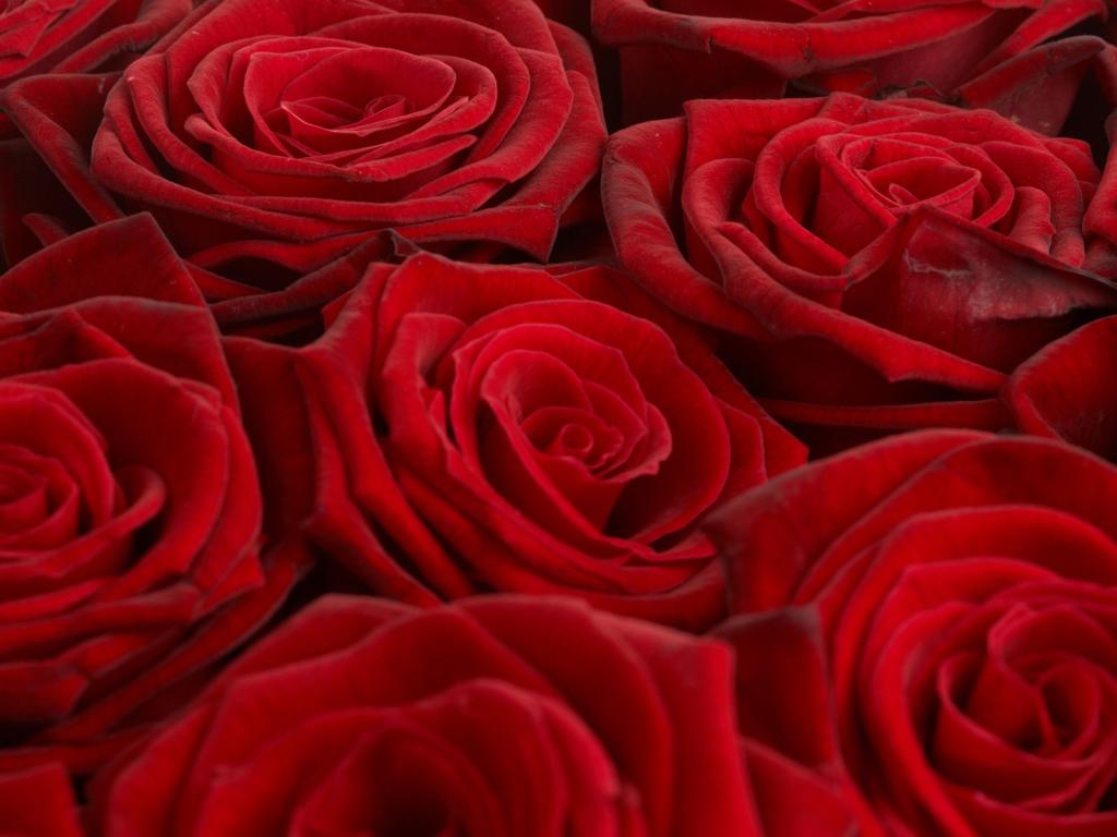 Rose, розы, много 1024x768