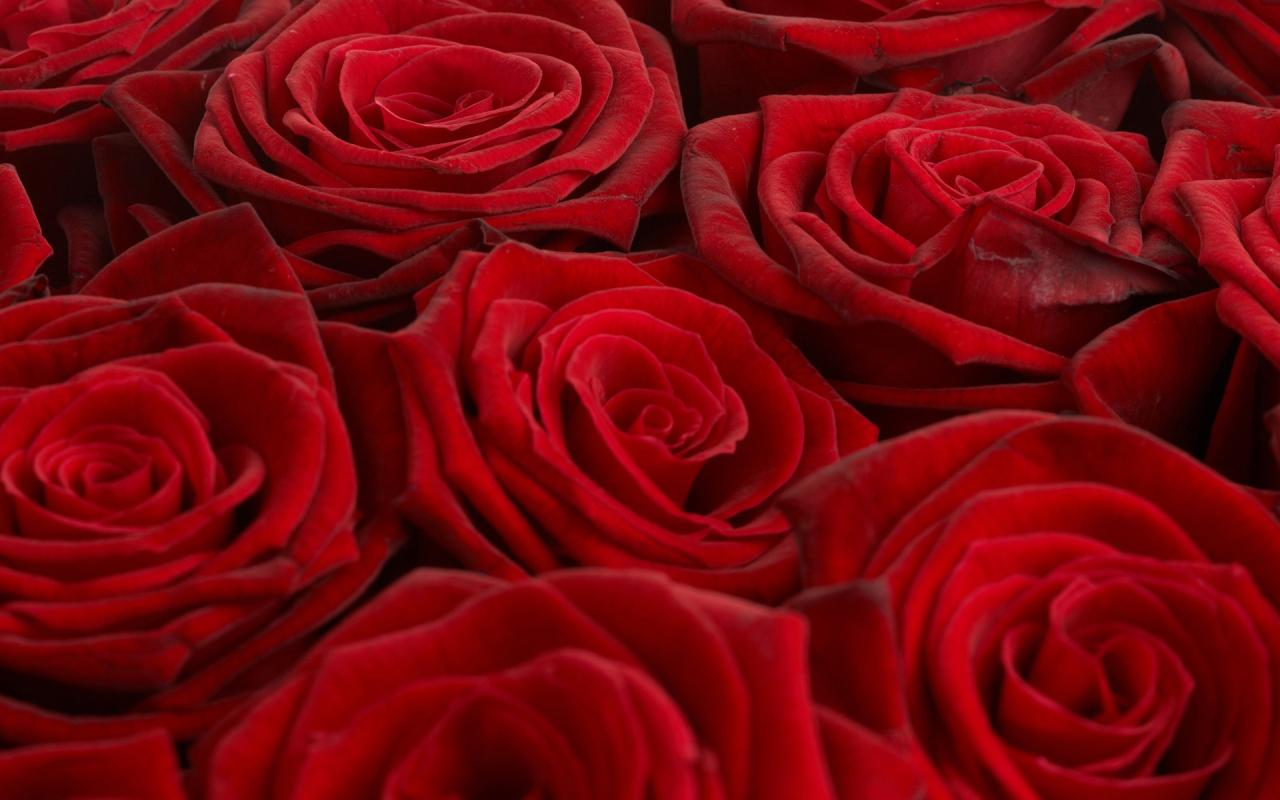 Rose, розы, много 1280x800
