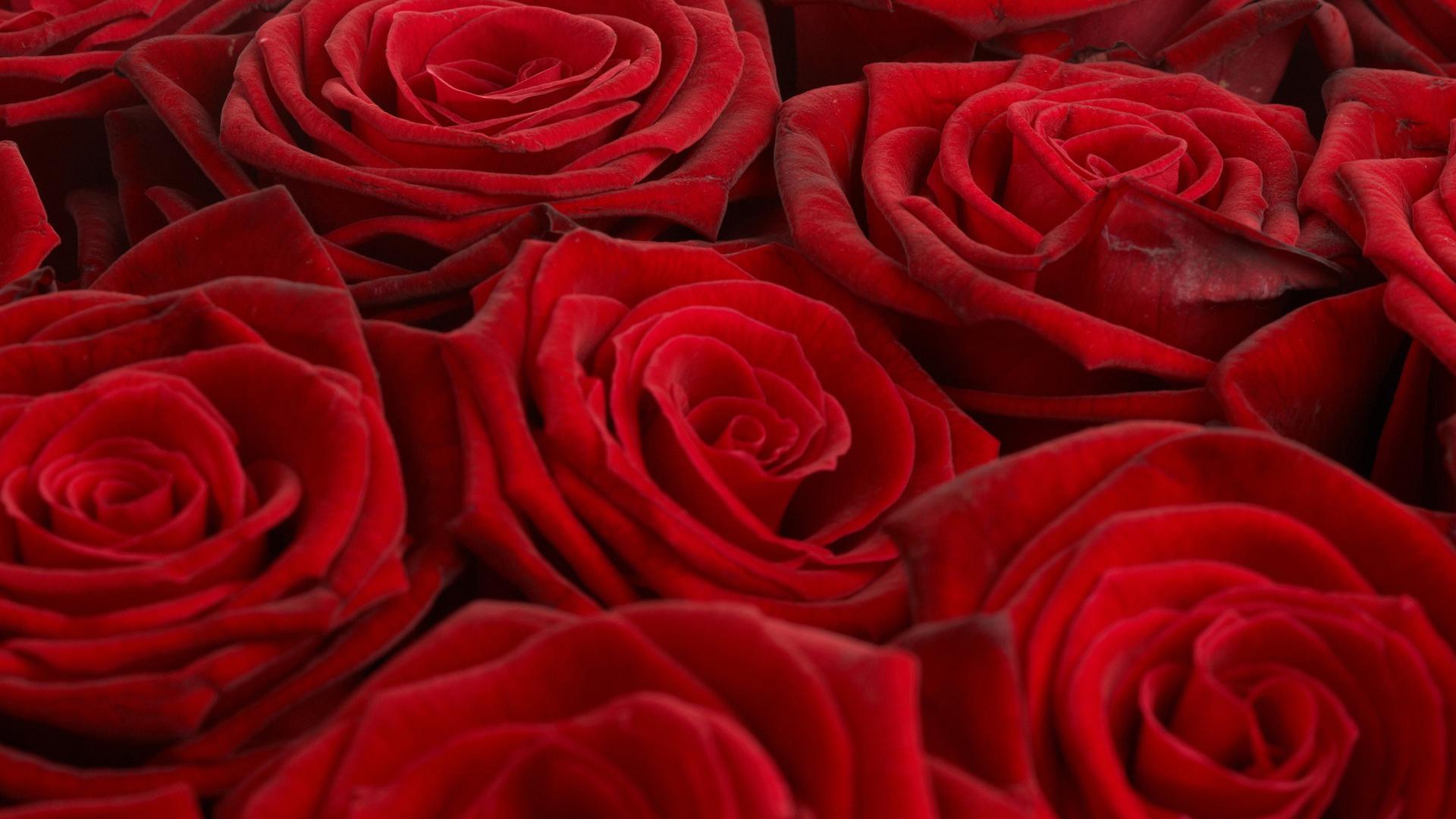 Rose, розы, много 1920x1080