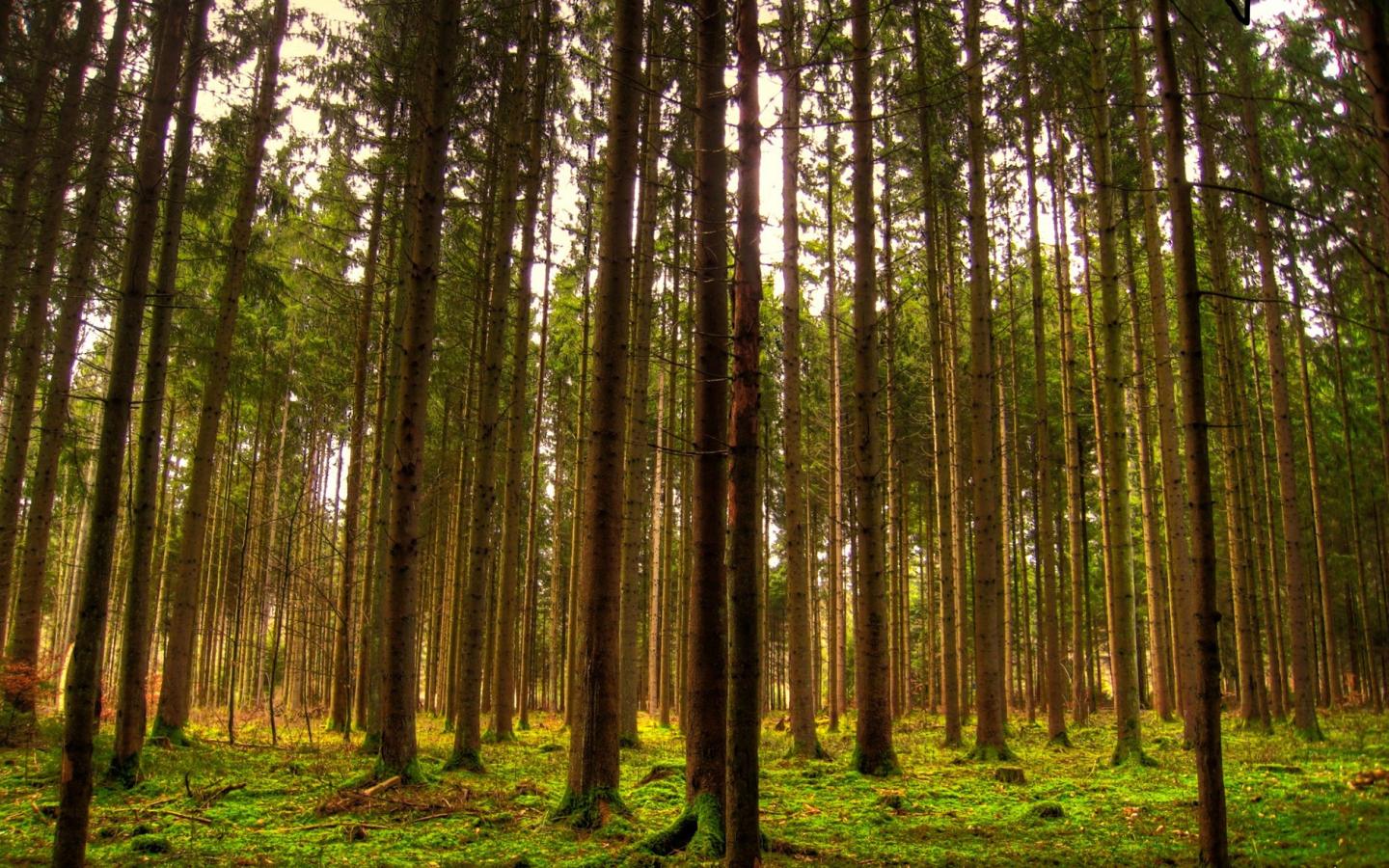 Высокий лес 1440x900