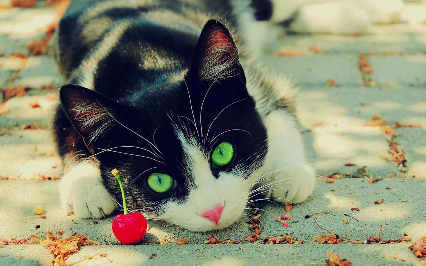 Кошка и ягодка 1440x900