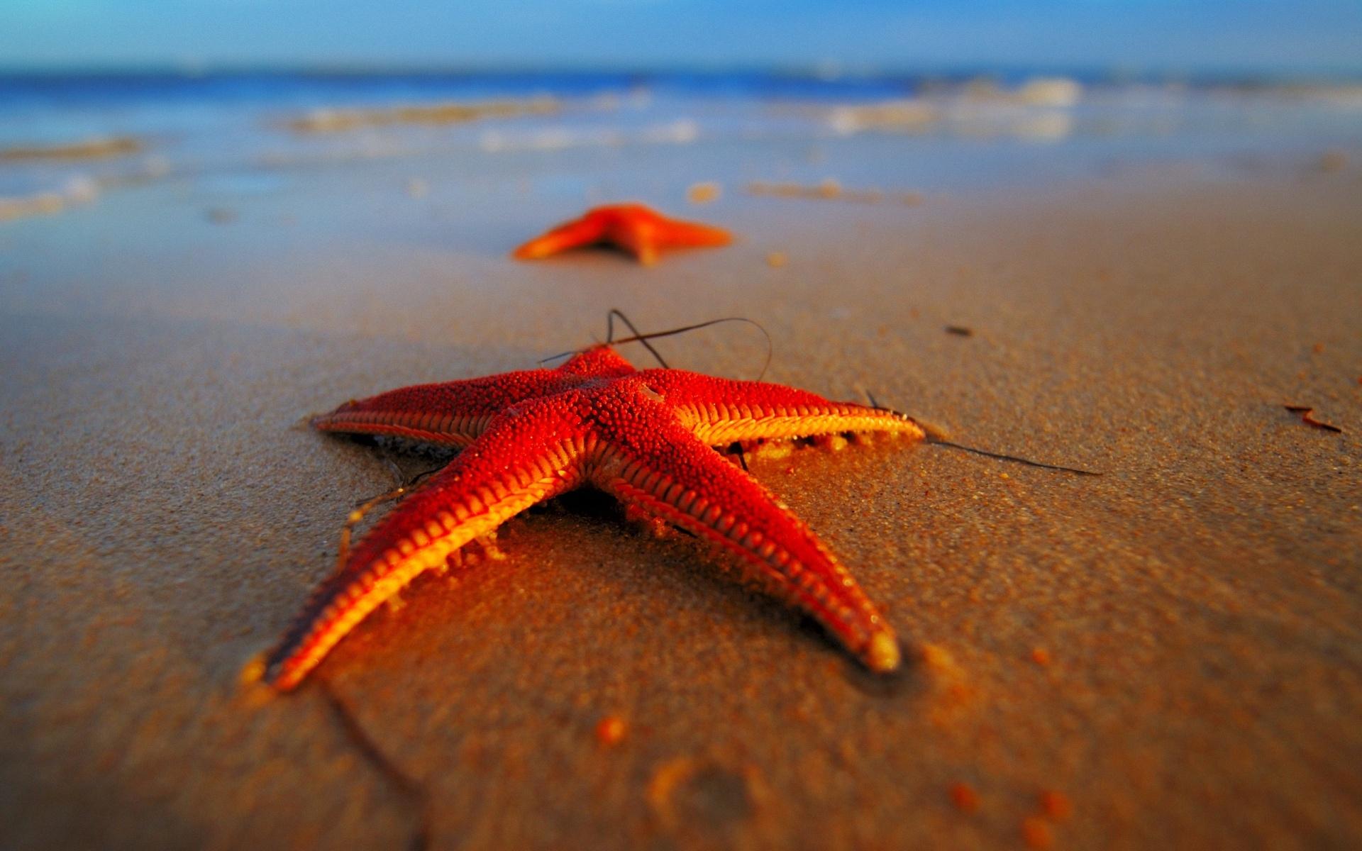 Морская, звезда, на берегу моря 1920x1200