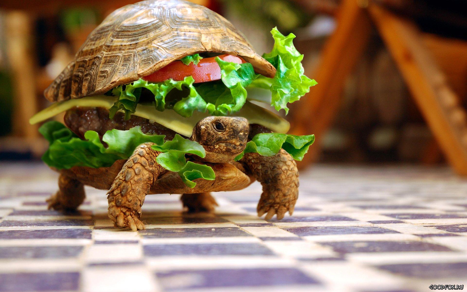 Черепаха, бутерброд, животные, овощи, юмор 1920x1200