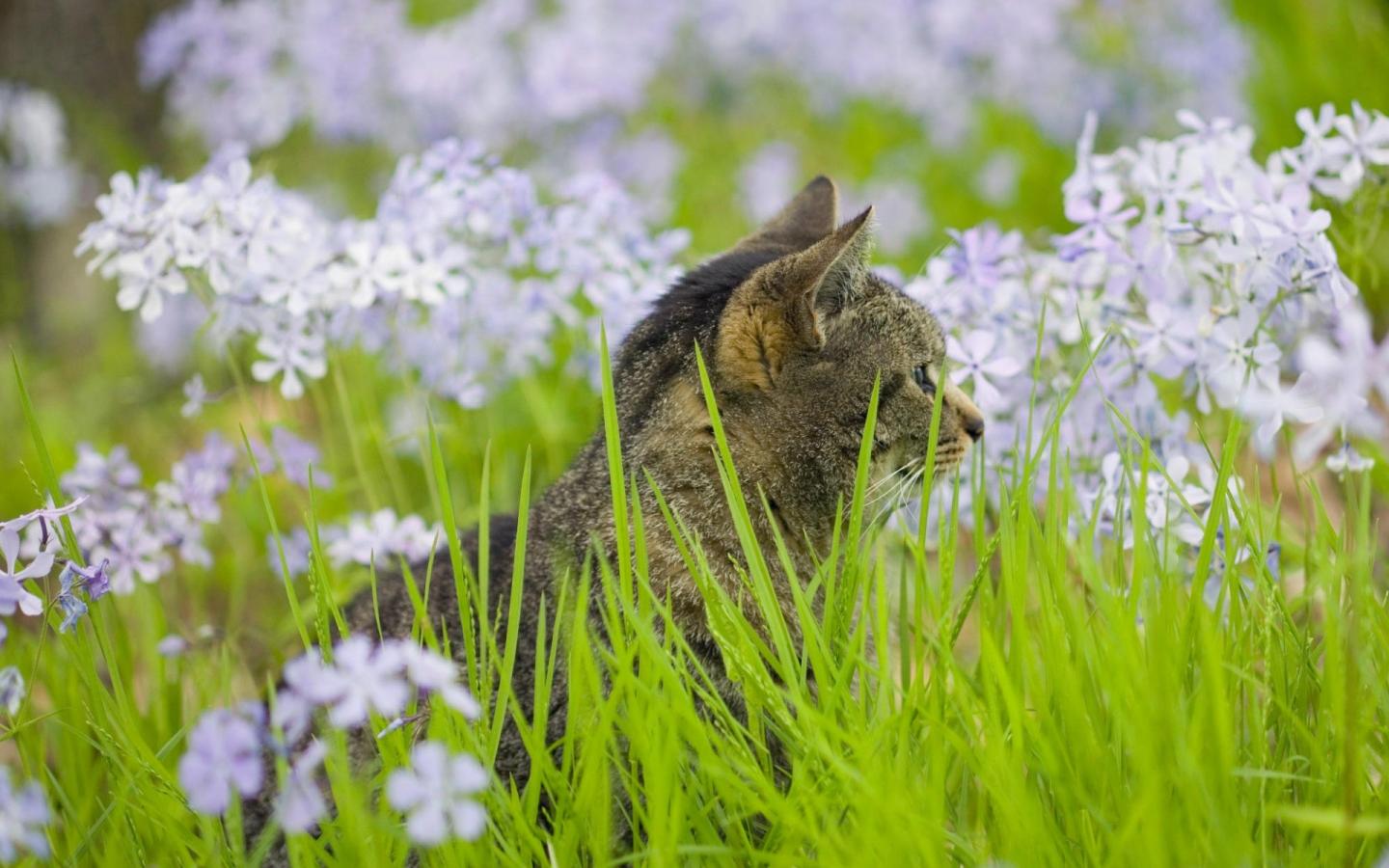 Кошка в траве и белых полевых цветах 1440x900