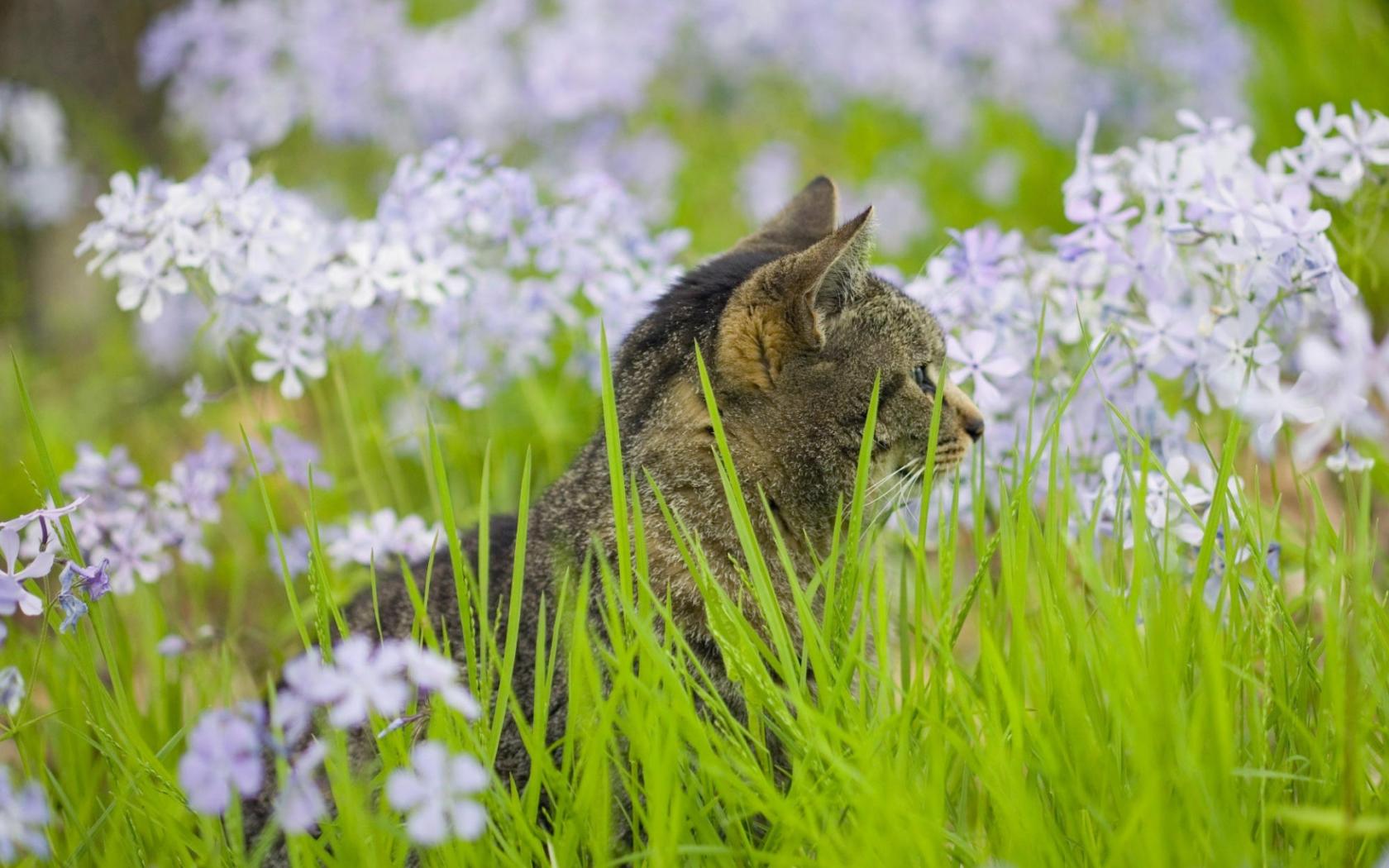 Кошка в траве и белых полевых цветах 1680x1050