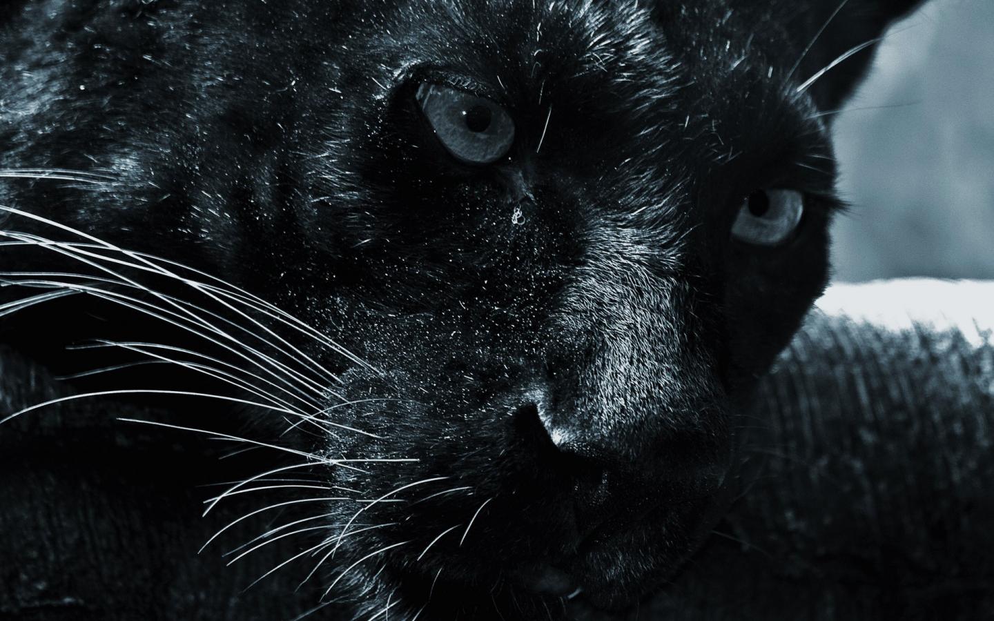 Кошачьи, пантера, хищники 1440x900