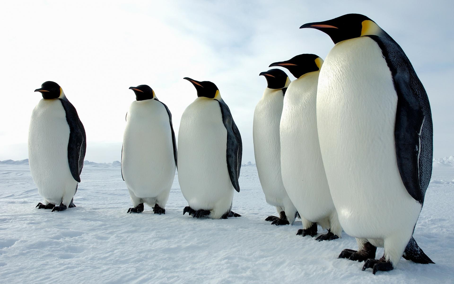 Пингвины на снегу 1920x1200