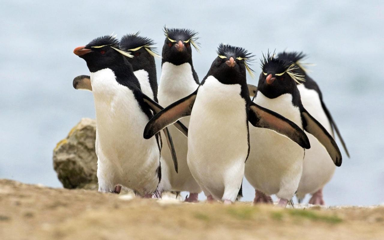 Пингвины, птицы, хохлатые пингвины, пингвины рокхоппера, скалистые пингвины 1280x800