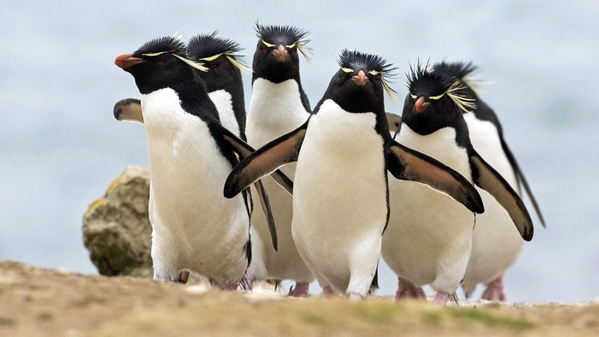 Пингвины, птицы, хохлатые пингвины, пингвины рокхоппера, скалистые пингвины 1920x1080