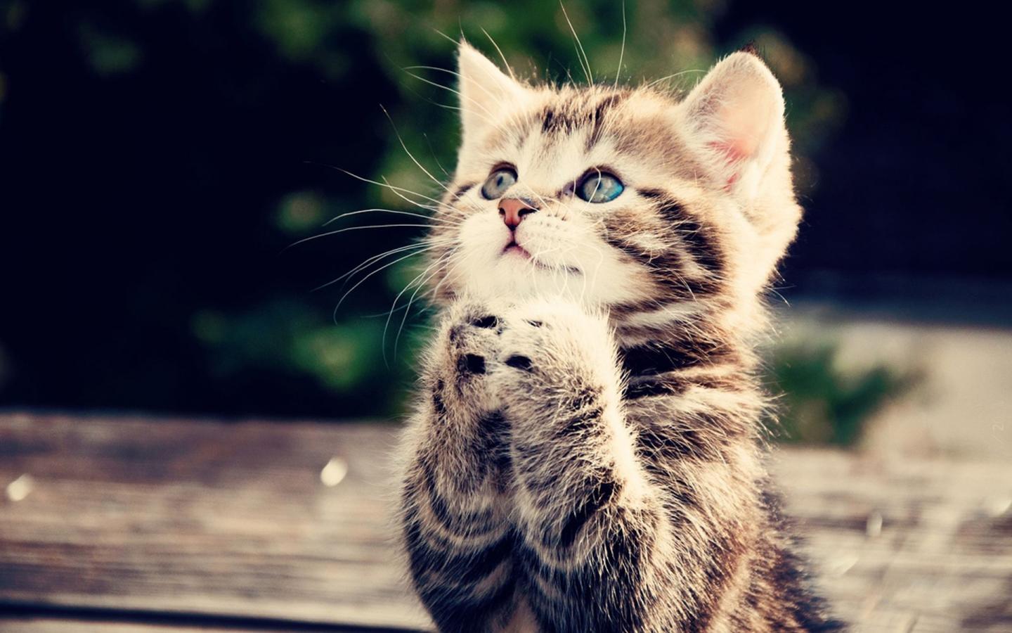 Кошачья молитва 1440x900