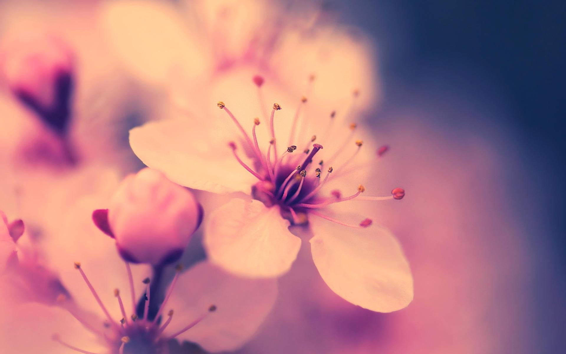 Макро, цветок, вишня, сакура, розовый, весна, цветение 1920x1200
