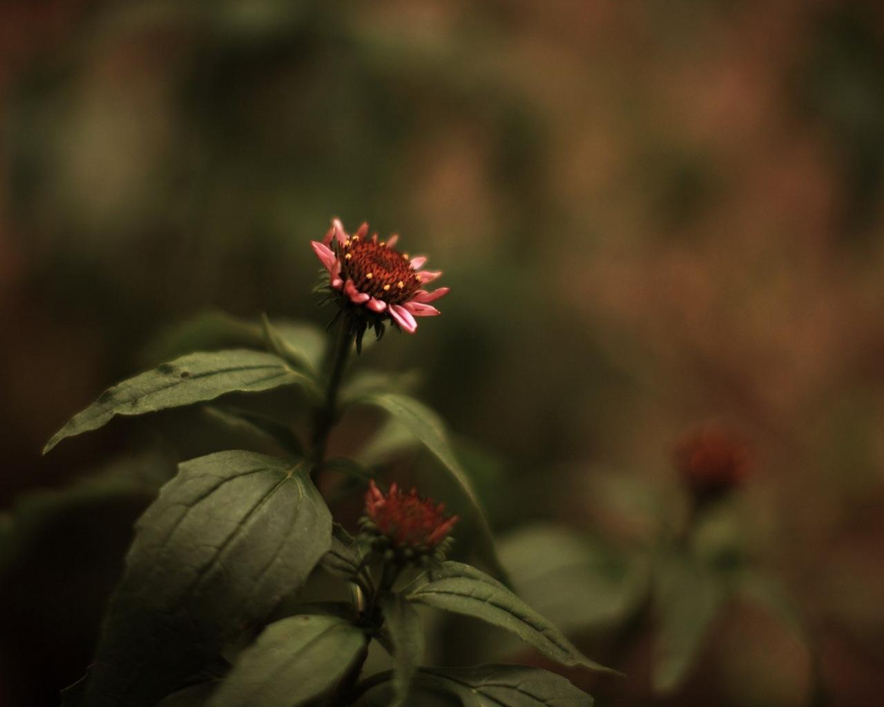 Стиль, макро, цвета, цветы, растения, изображение 1280x1024