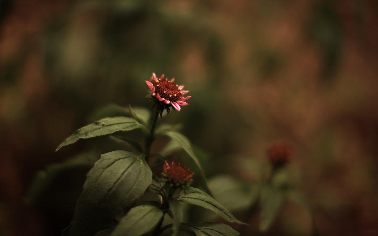 Стиль, макро, цвета, цветы, растения, изображение 1280x800