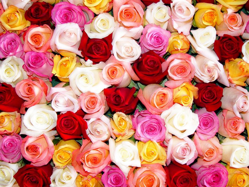 Розы, цветы 1024x768