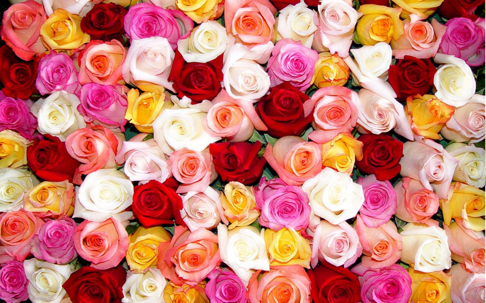 Розы, цветы 1680x1050