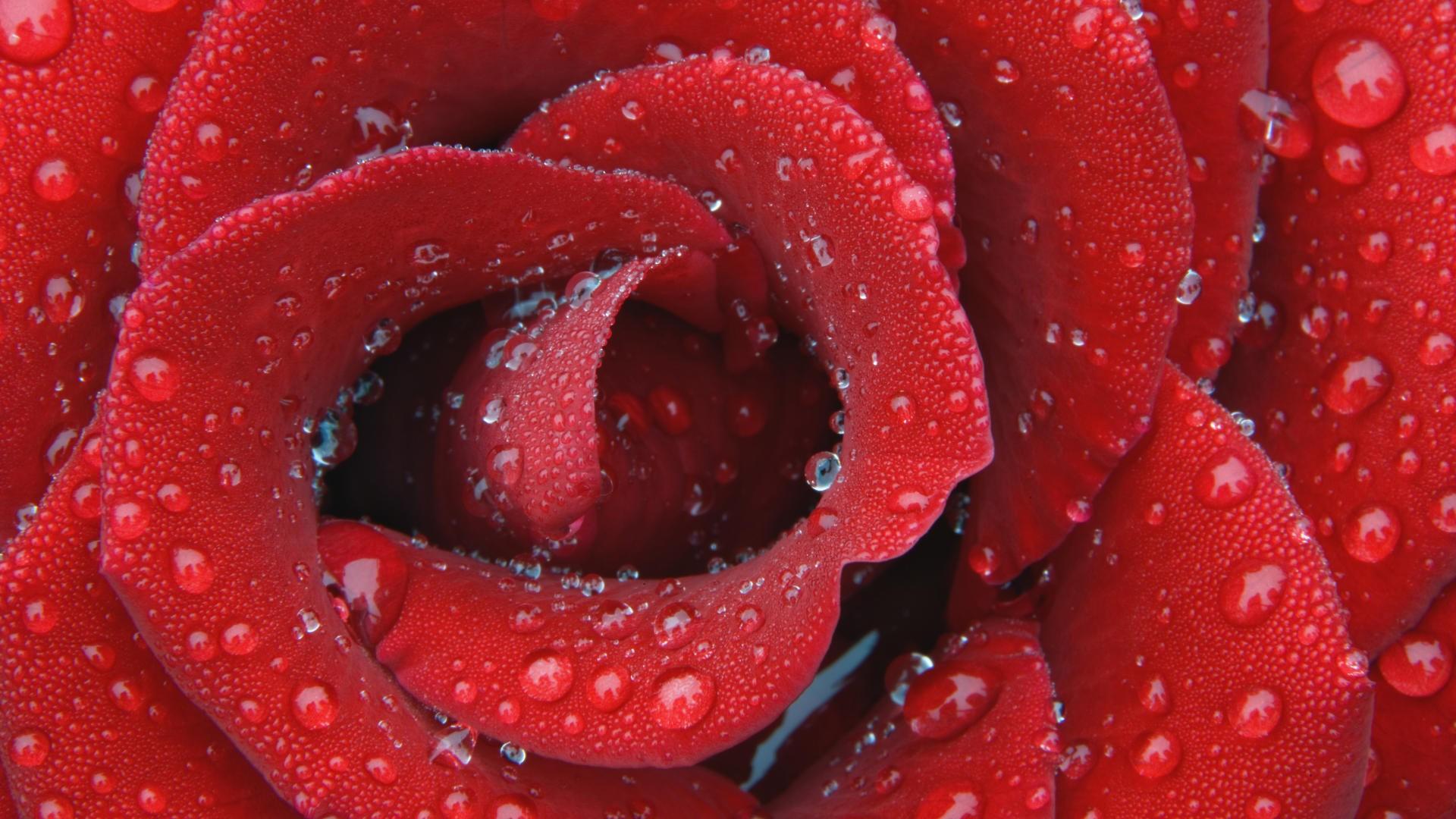 Роза, капли, лепестки, красный 1920x1080