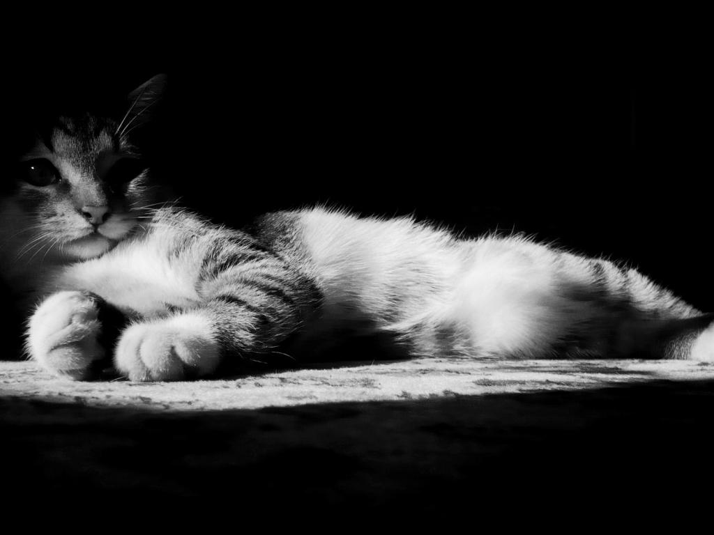 Кот, черно-белая, лежит, взгляд 1024x768