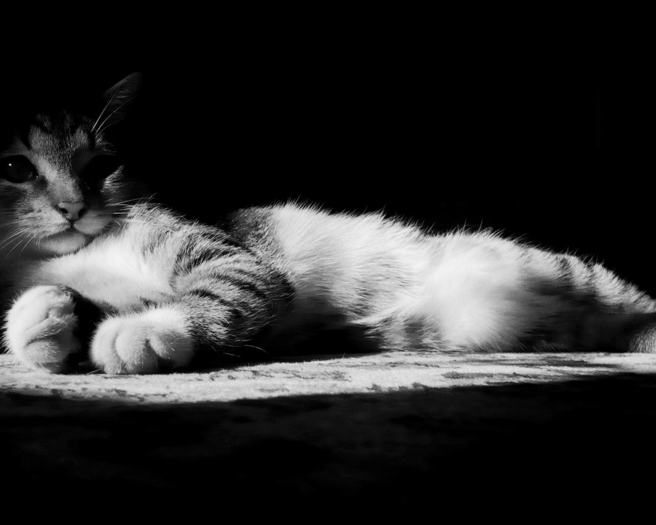 Кот, черно-белая, лежит, взгляд 1280x1024
