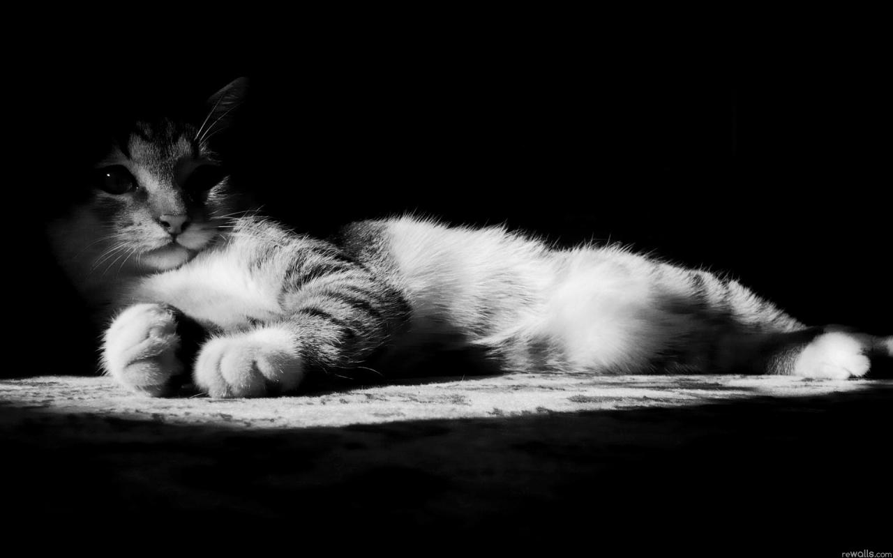 Кот, черно-белая, лежит, взгляд 1280x800