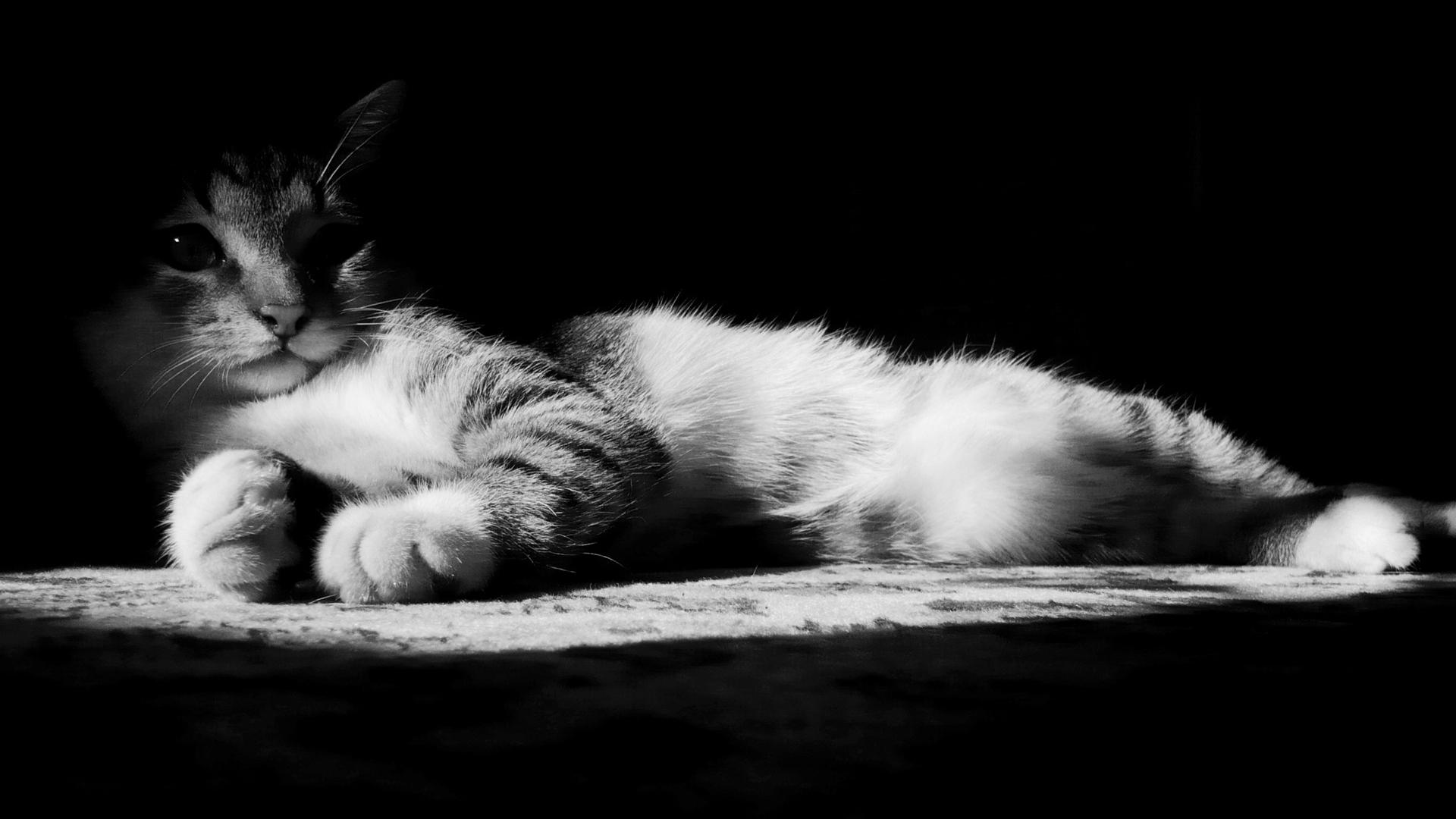 Кот, черно-белая, лежит, взгляд 1920x1080