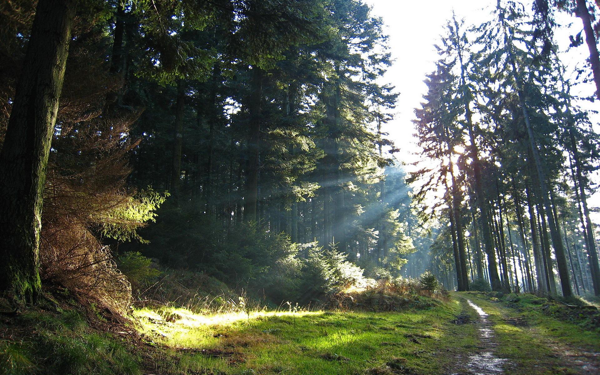 Природа, деревья, лес, дорога, свет, лучи солнца 1920x1200
