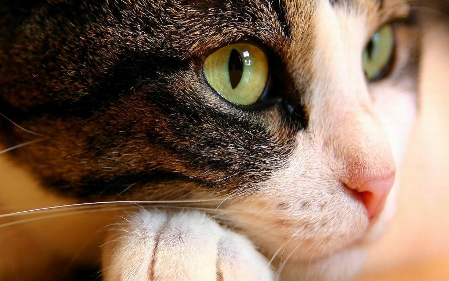 Животное, кот, кошка, зеленые, глаза, нос, морда, лапа, лежа, макро 1440x900