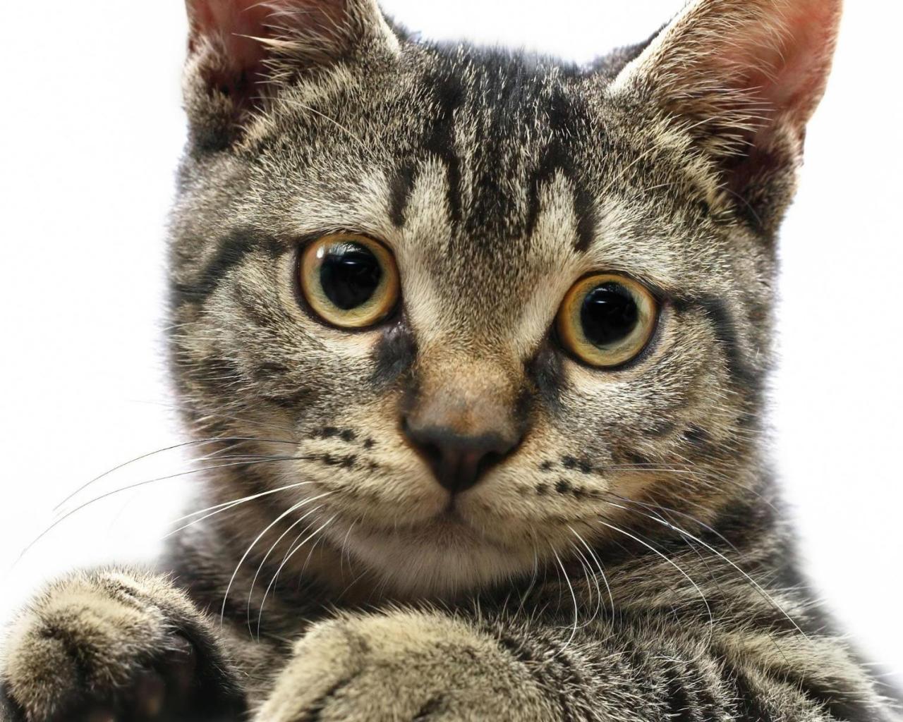 Кошка с круглыми глазами 1280x1024