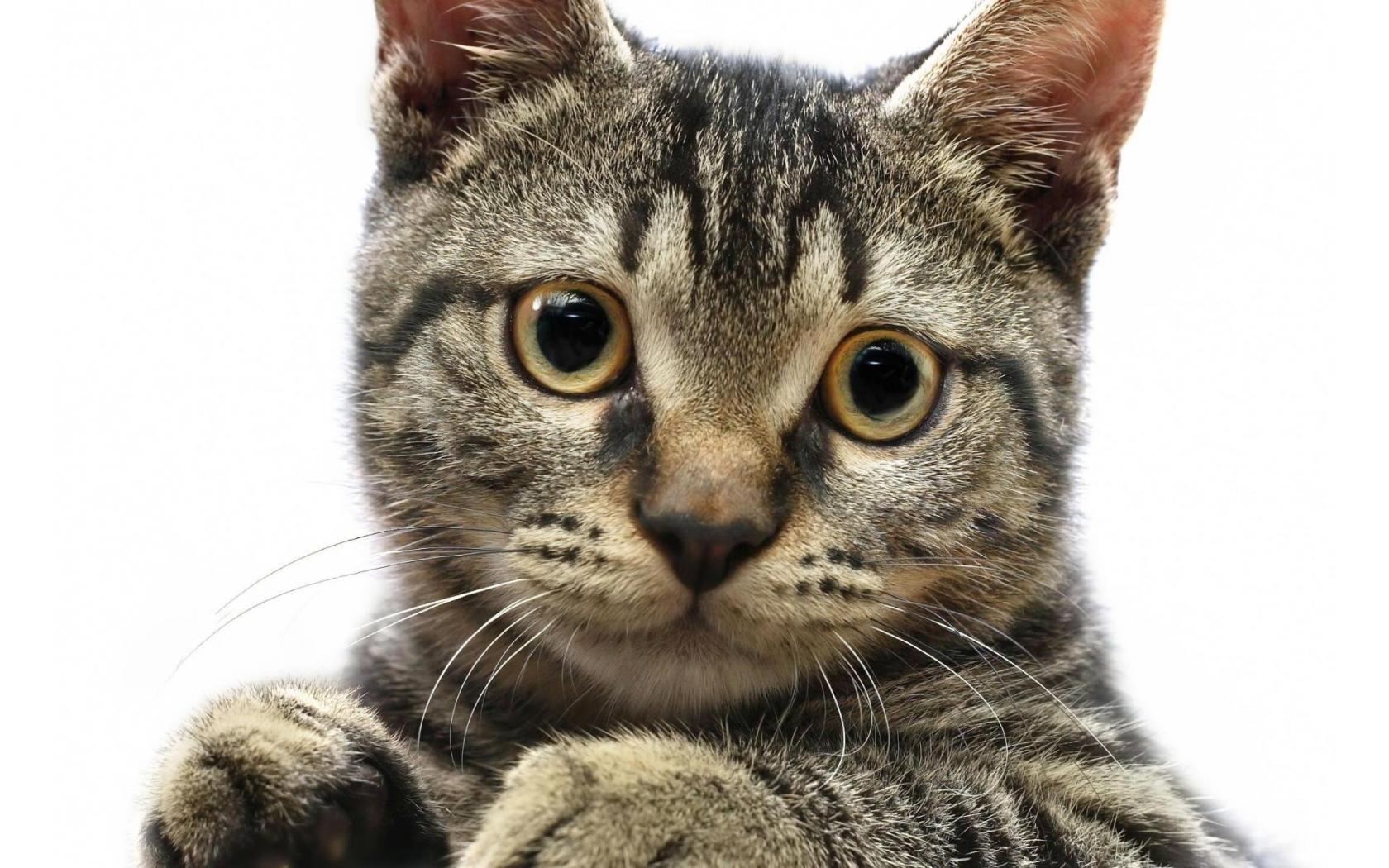 Кошка с круглыми глазами 1680x1050