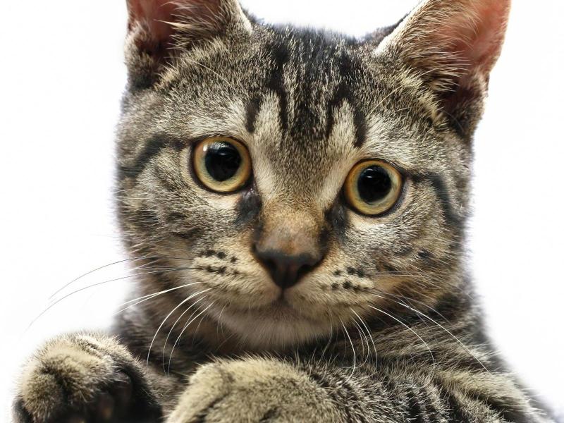 Кошка с круглыми глазами 800x600